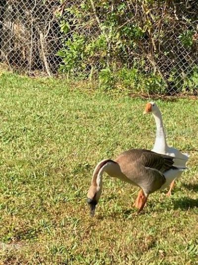 21632 State Road 54 , Unit 212, Lutz, FL 33549 Photo