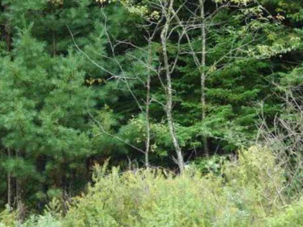 4 Flag Run Drive, Davis, WV 26260